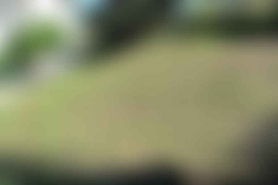 buffalo grass lawn