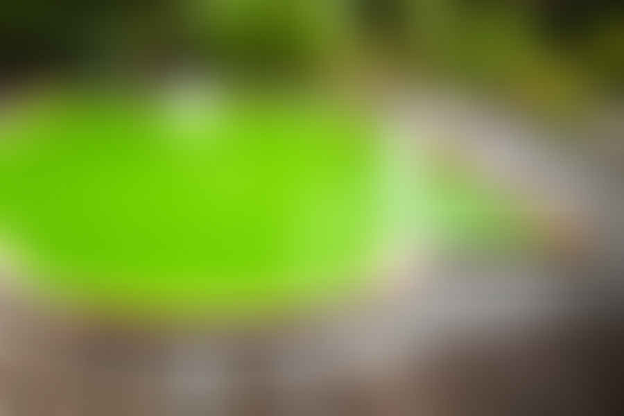 algae in pool